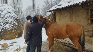 Кара-Күңгөй айылында ветврач жана айыл башчы жылкыларга чип басуу иштерин жүргүзүп жатат.